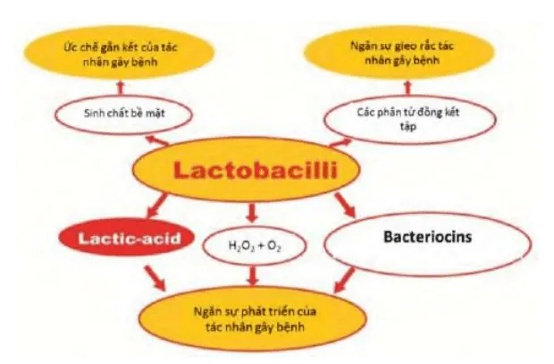 Lactobacillus sp sản xuất Lactic acid và H2O2, ức chế các vi sinh vật có hại